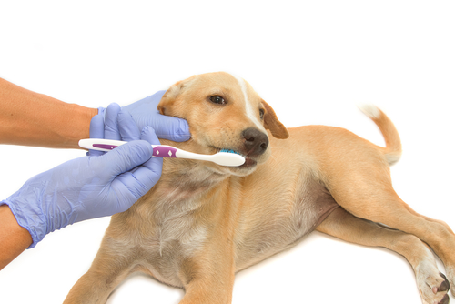Puppy getting it's teeth brushed