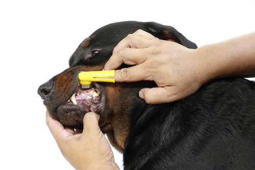 Cómo cuidar la dentadura del perro