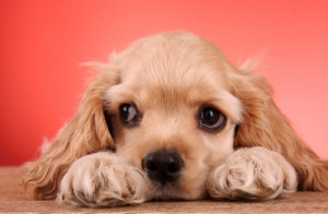 Cómo adiestrar correctamente a un Cocker Spaniel