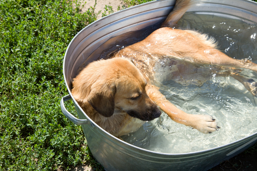 9 formas de ayudar a tu perro a combatir el calor