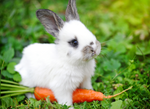 Los mejores alimentos para un conejo