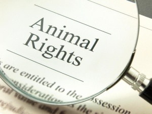 ¿Conoces la Declaración Universal de los Derechos del Animal?