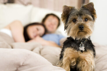 ¿Qué hacer con un cachorro que se porta mal por las noches?