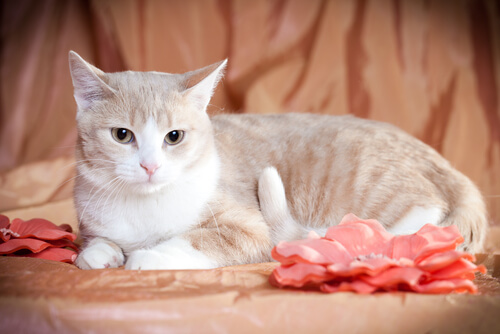 La edad de tu gato, trucos para adivinar cuántos años tiene