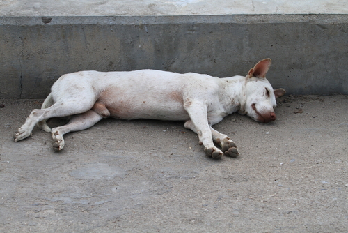 Tratamiento de la epilepsia en perros