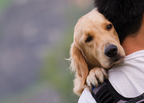 An owner carrying a golden retriever that looks unwell.