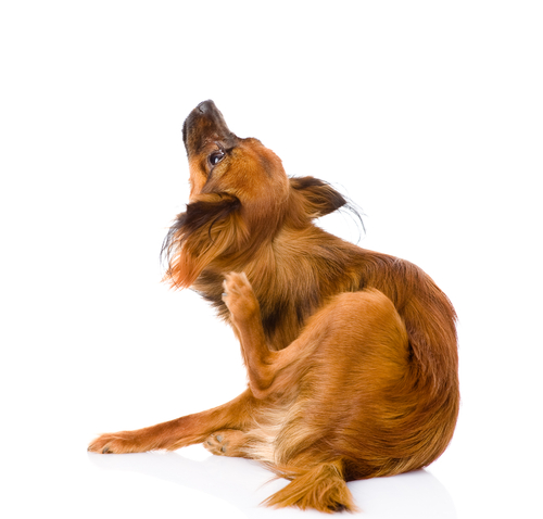 garrapatas perro