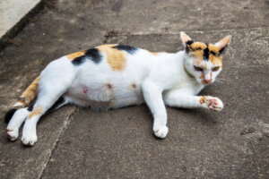 ¿Cómo alimentar a una gata embarazada?