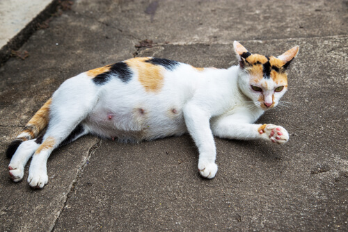 gata embarazada 2