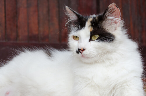 Gata embarazada