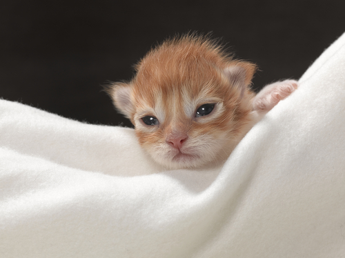 gatito manta