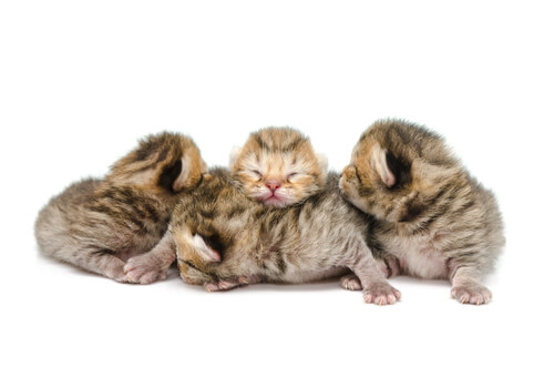 Cuidados y alimentación de gatitos prematuros
