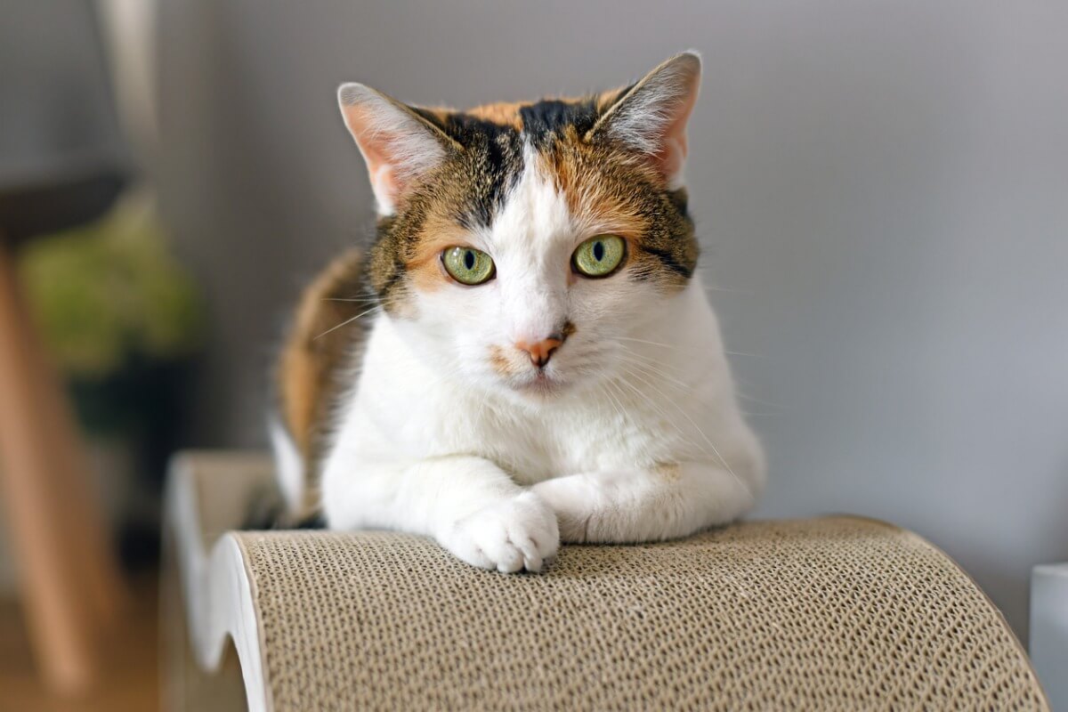 Un gato cálico con pelaje manchado. 