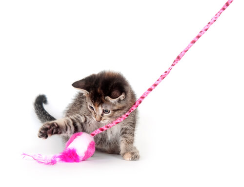 Cómo jugar con un gato. ¿Cuál es el juego o juguete favorito de tu mascota?