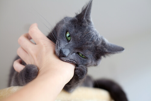 Gato que muerde