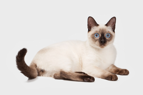 gato siames 2