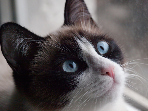 gato siames