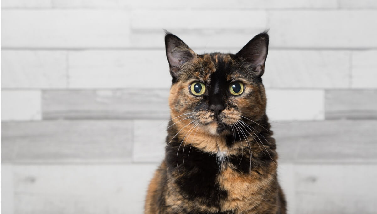 A black and brown cat looking straight at the camera.