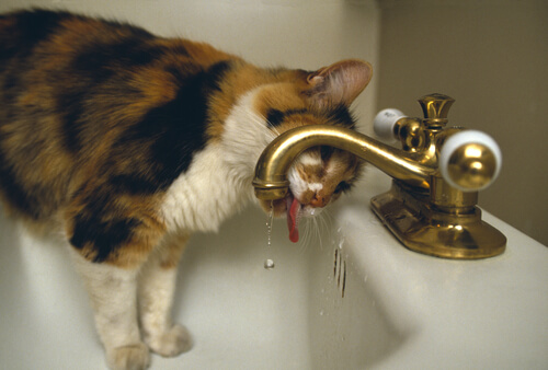 gato y grifo