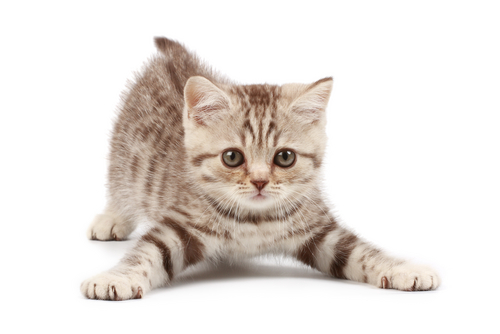 gato