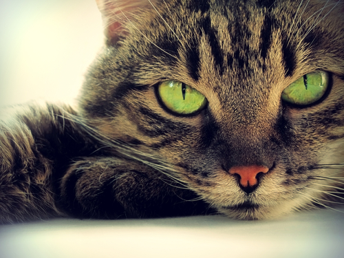 gatos 2
