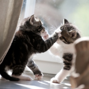 ¿Sabes por qué se pelean los gatos?
