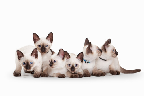 El gato siamés, una belleza de ojos azules