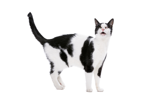 gatos y el sexo