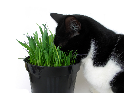 gatos y plantas toxicas 2