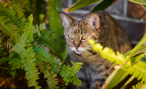 Los gatos y las plantas tóxicas… ¡Cuidado!