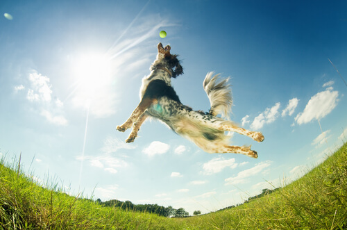 Aquí tienes 13 ideas para hacer juguetes caseros a tus perros
