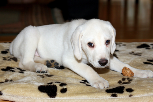 labrador