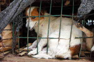 Maltrato a animales, síntoma de enfermedad mental