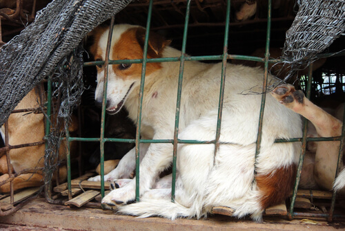 La maltraitance animale.