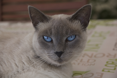 Mirada de gato