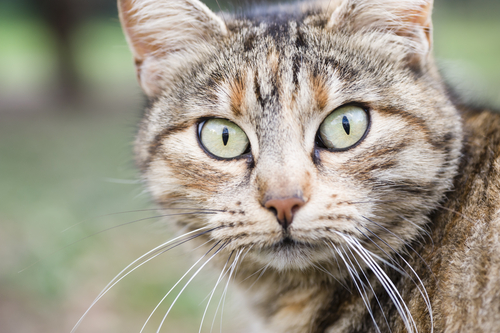 9 curiosidades sobre los ojos de los gatos