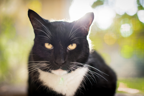 ojos gatos 3
