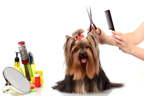 Trucos y consejos para peinar tu perro