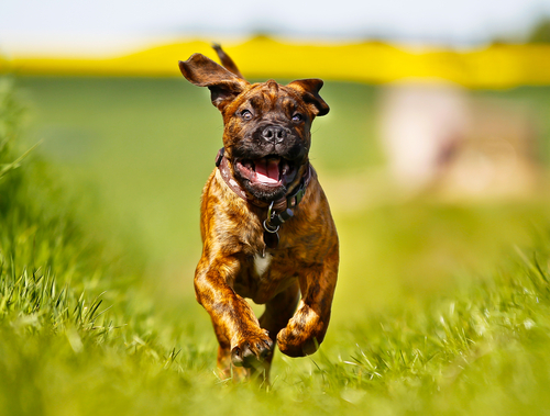 perro corriendo