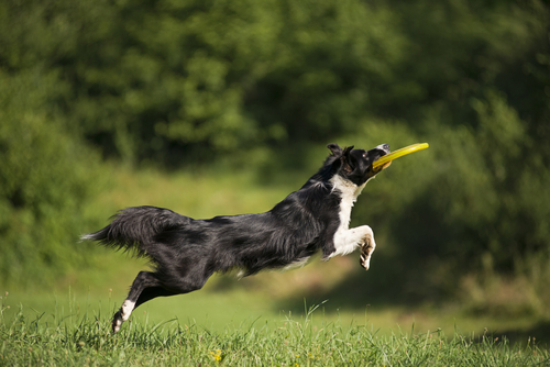 perro corriendo