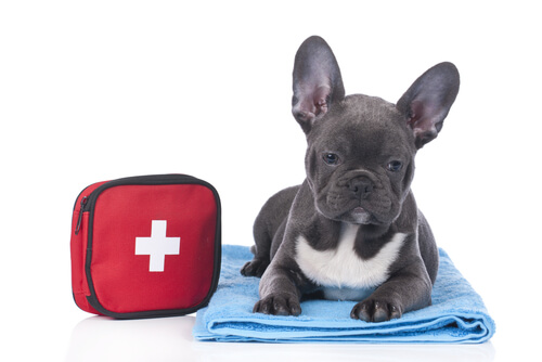La proteinuria en perros puede ser una patología.