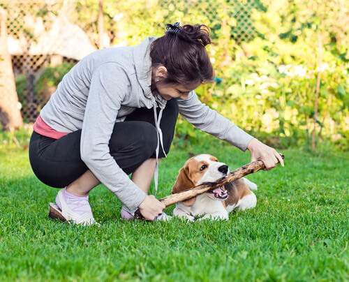 perro jugando