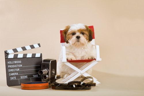 Adiestramiento de perros para cine y televisión
