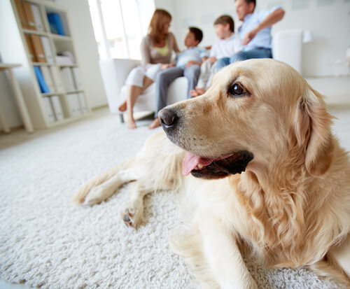 perro y familia