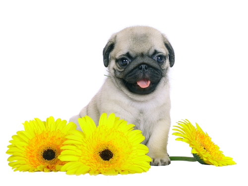 perro y flores