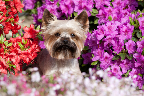 ¿Por qué es tóxico el tomate para los perros?