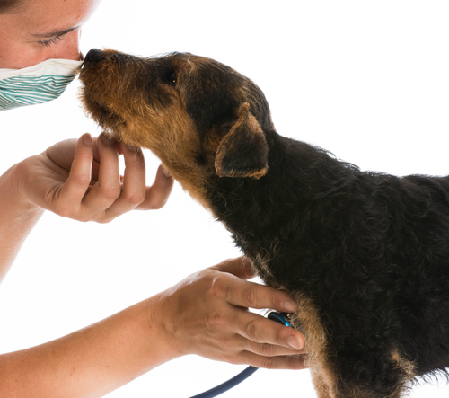 ¿Cómo saber si tu veterinario es bueno?