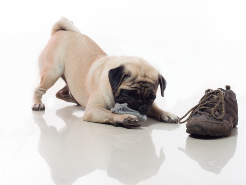 Hundegesundheit - Hund spielt mit einem Schuh
