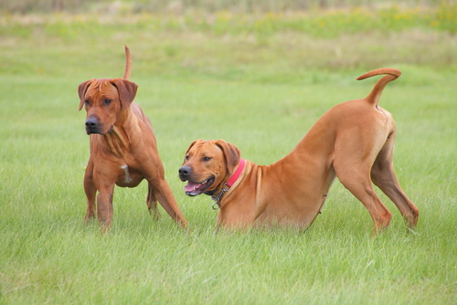 perros dominantes 3