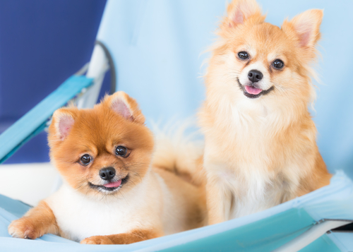 el perro pomerania dos cachorros